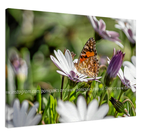 Butterfly on a daisy