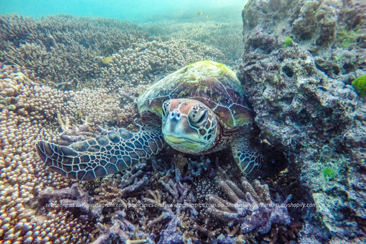 Turtle reef