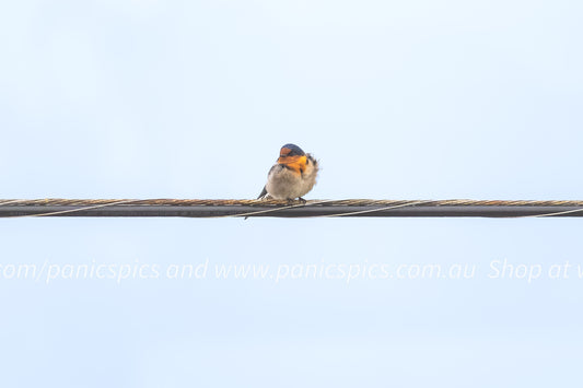 Bird on a wire