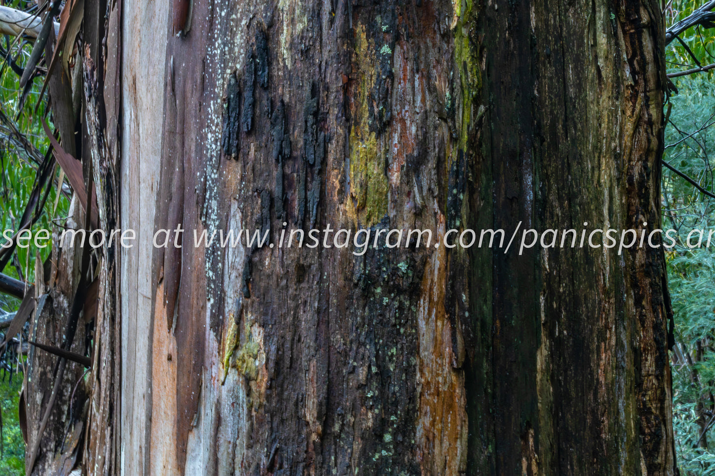 Tree bark