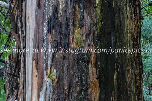 Tree bark