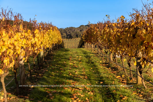 Vineyard with rows of yellow-leaved grapevines under a clear blue sky.