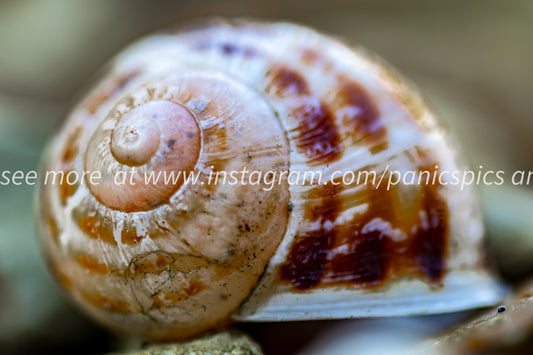Snail shell