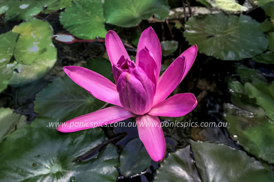 Pink water lily