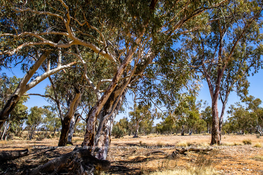 Gum trees in a dry landscape with blue sky