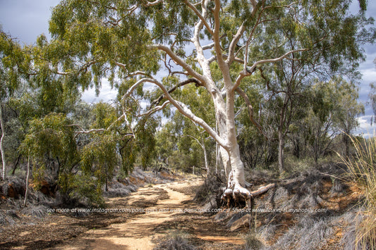 **LIMITED EDITION** River runs dry