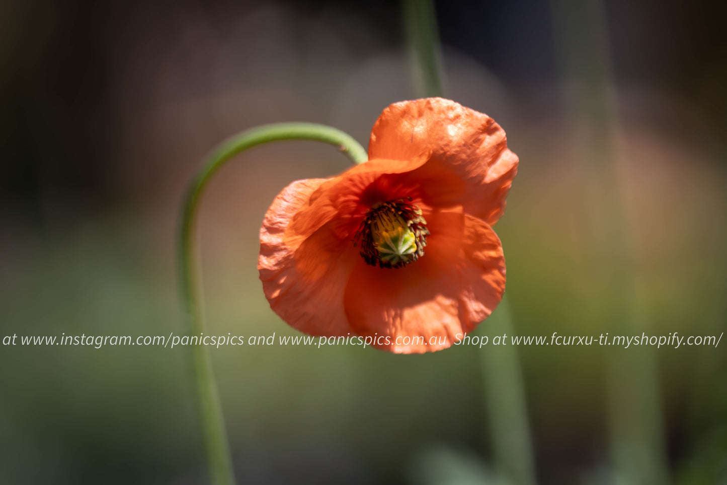 Single orange poppy flower with a blurred background