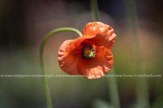 Single orange poppy flower with a blurred background