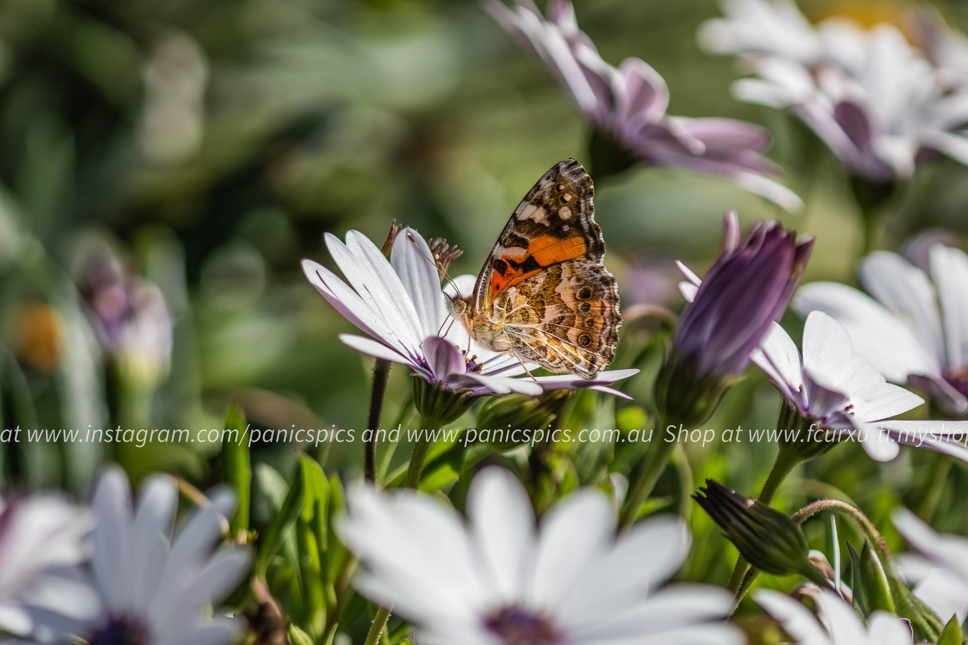Butterfly on a white flower with a blurred garden background