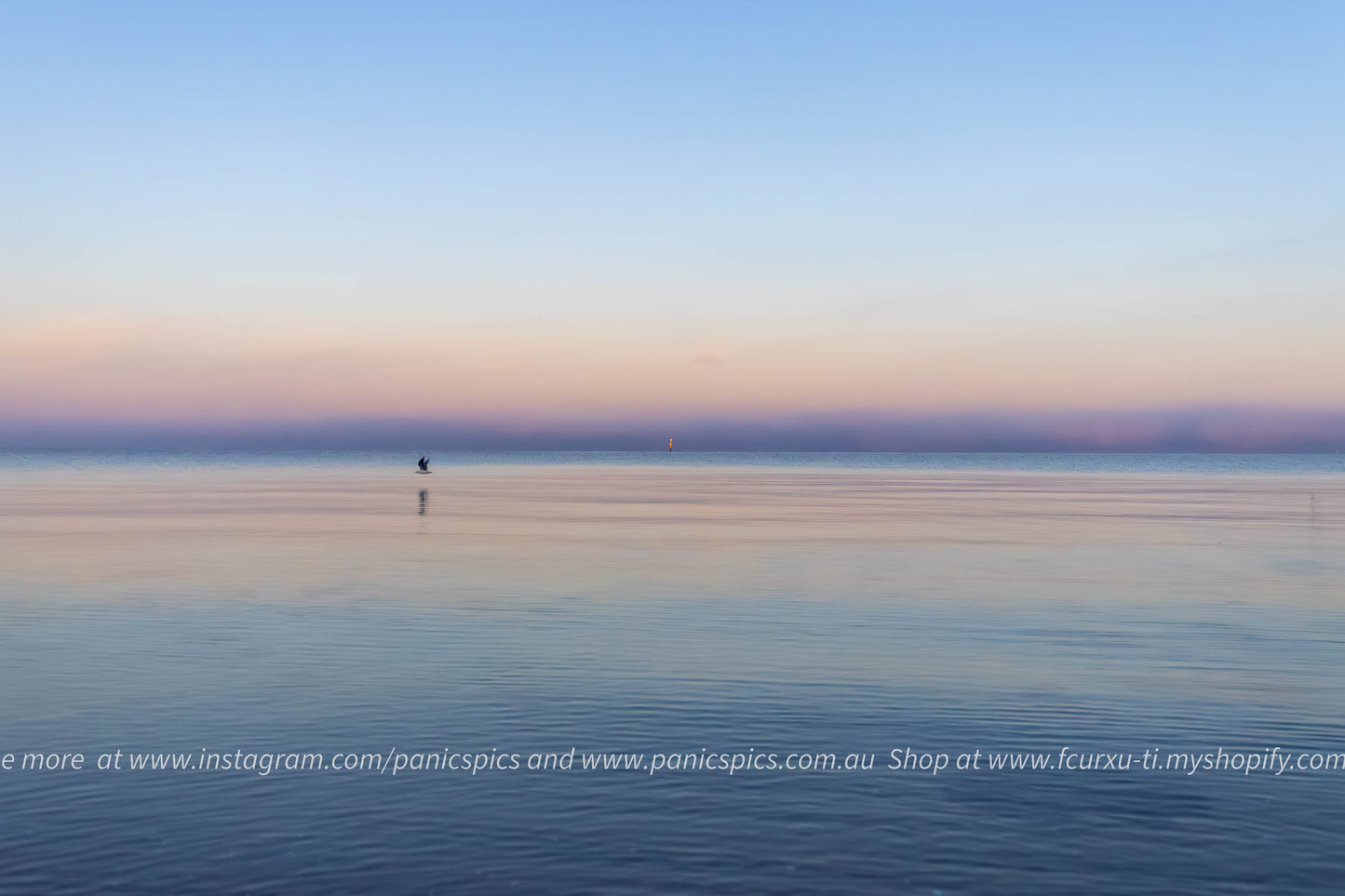 Seagull on a sunrise