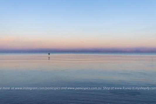 Seagull on a sunrise