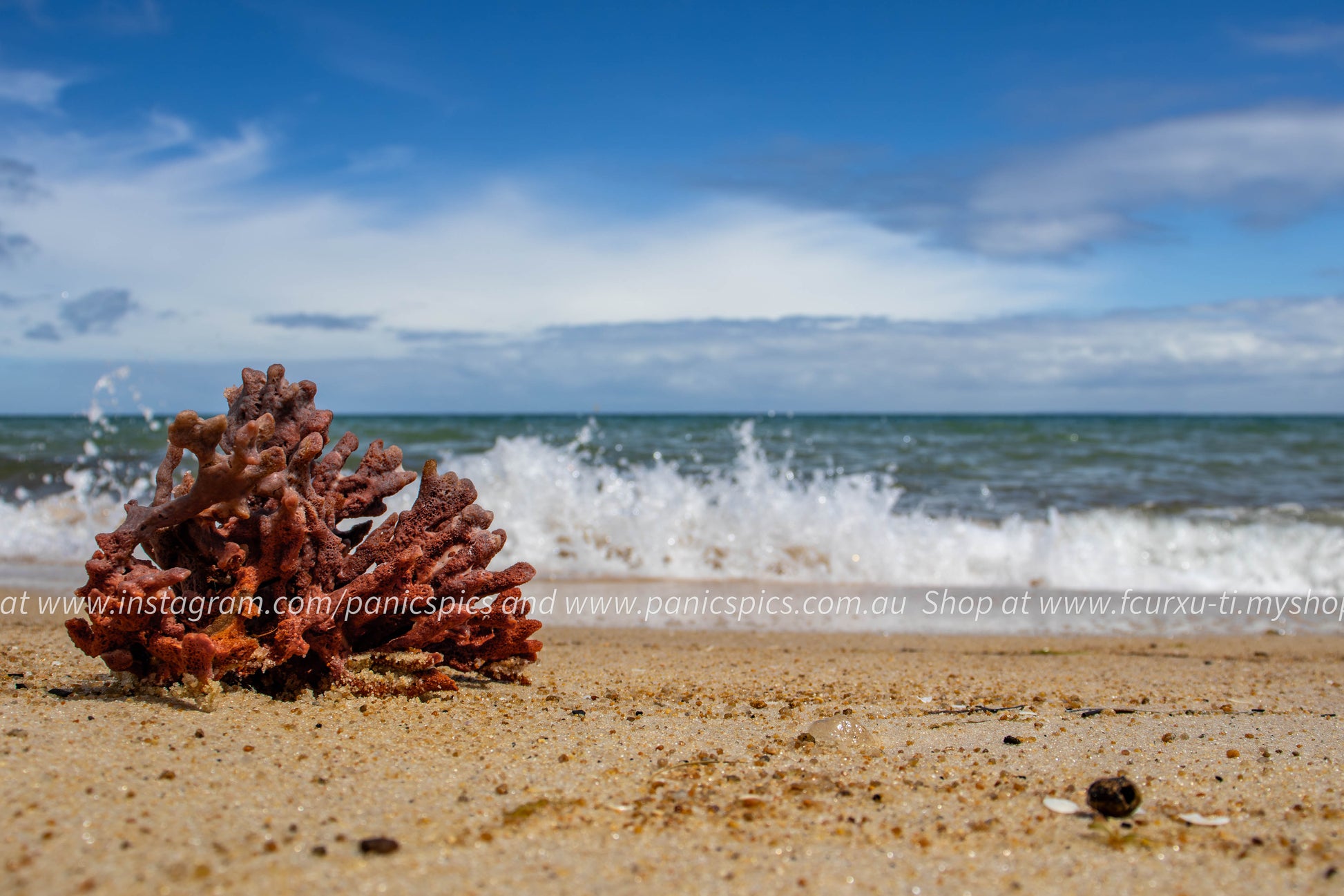 Red coral on a sandy beach with ocean waves and blue sky.