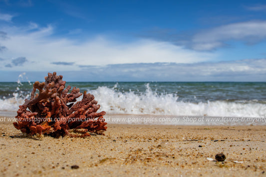 Red coral on a sandy beach with ocean waves and blue sky.