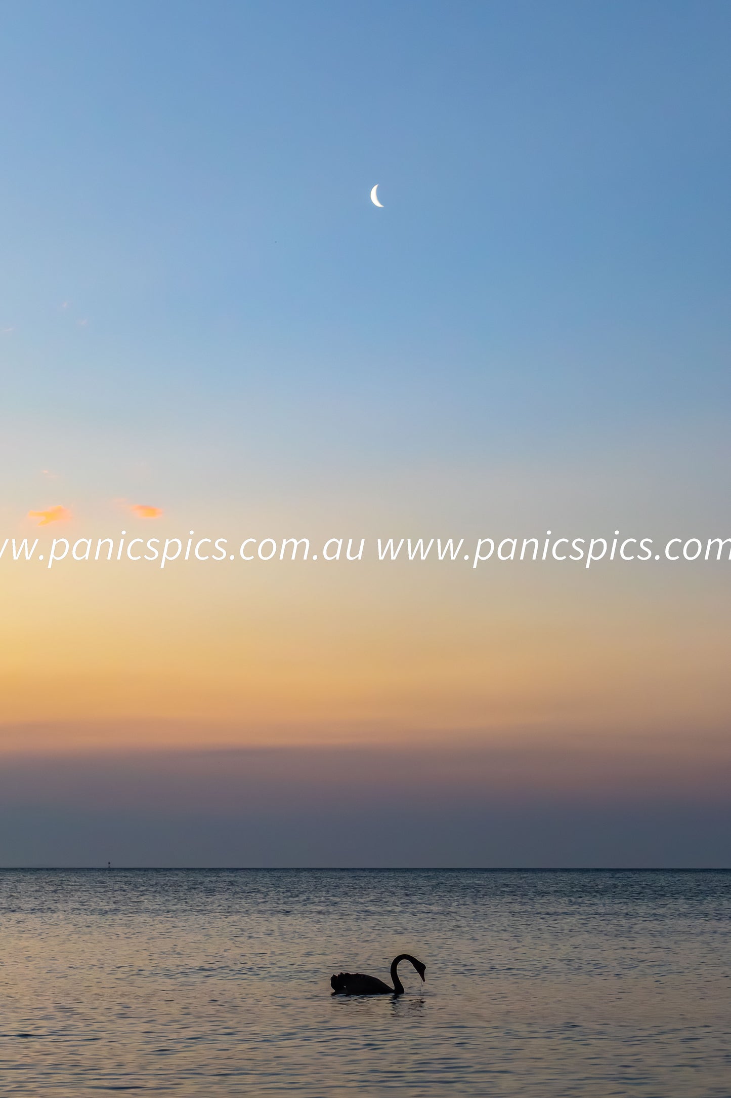 Swan and moon