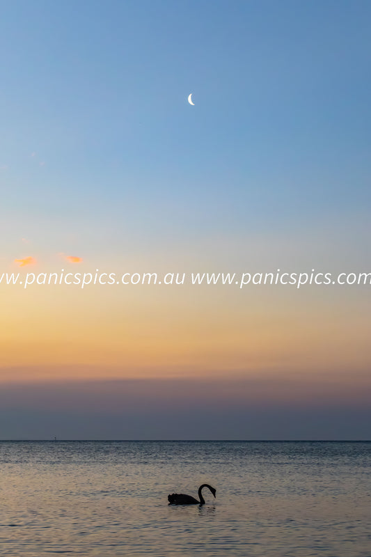 Swan and moon