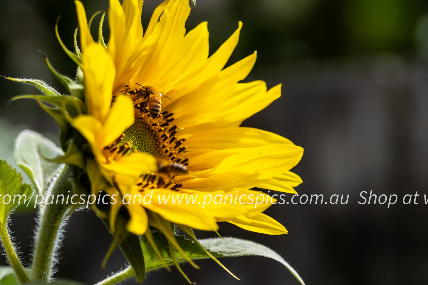 Busy bees on a sunflower