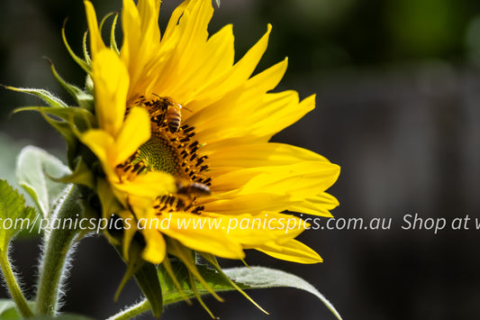 Busy bees on a sunflower