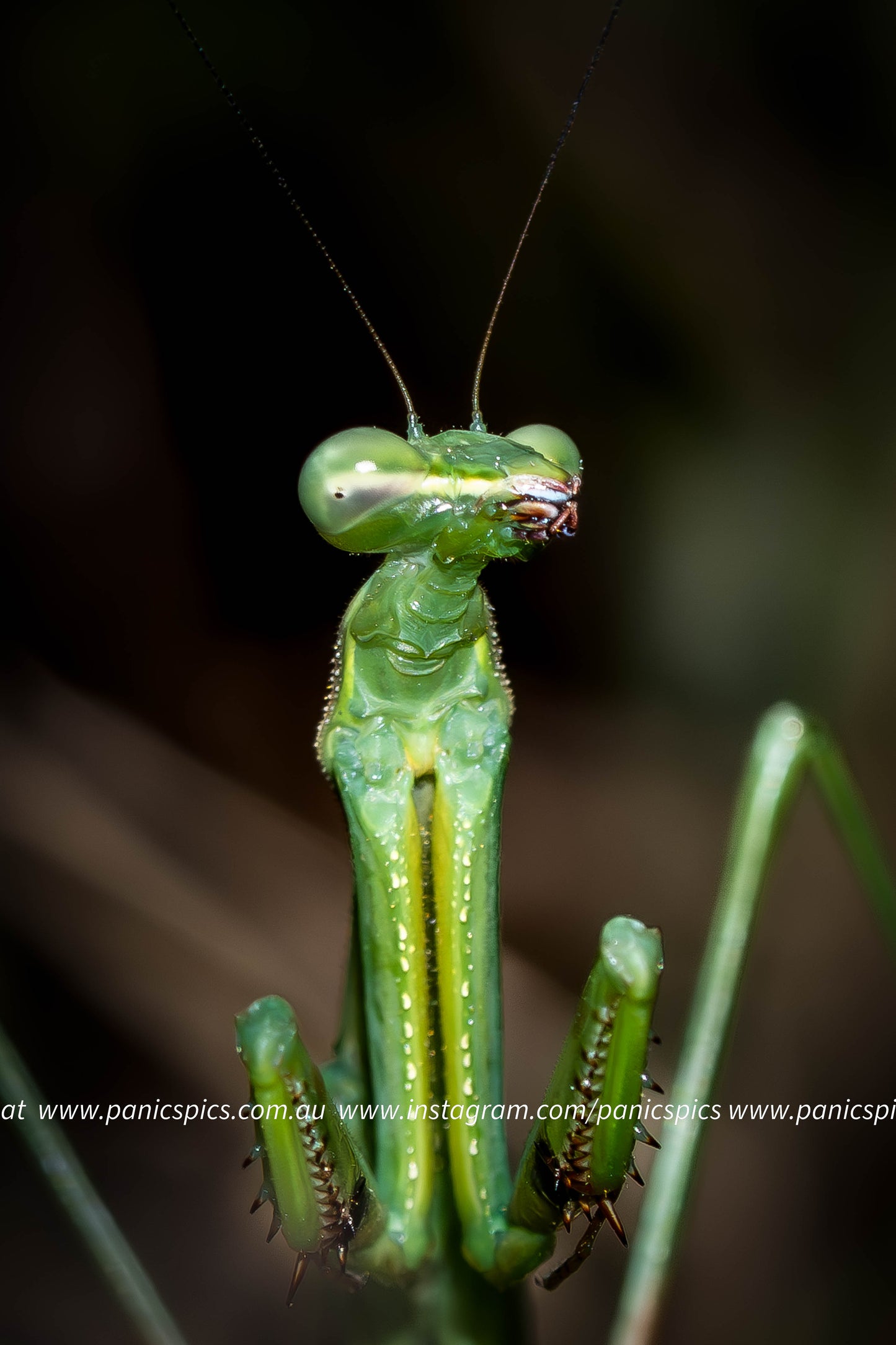 Close-up of a green praying mantis on a blurred background