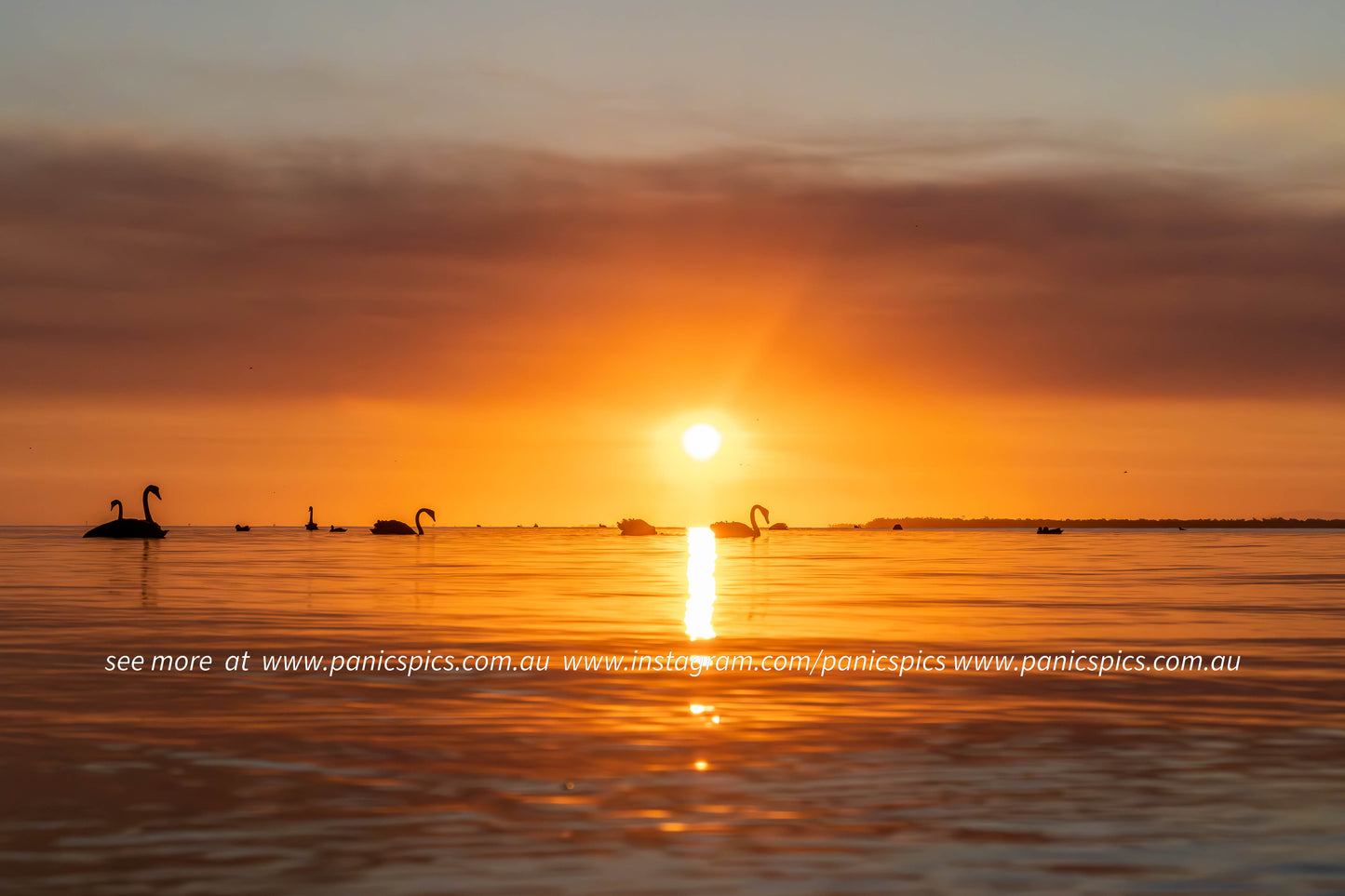 Sunset over a body of water with silhouettes of swans