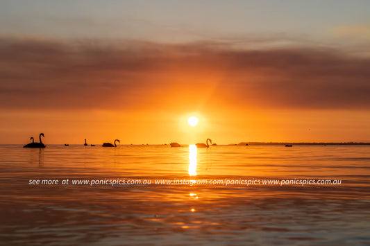 Sunset over a body of water with silhouettes of swans