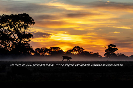 Cattle grazing in a foggy field with a stunning sunrise sky.