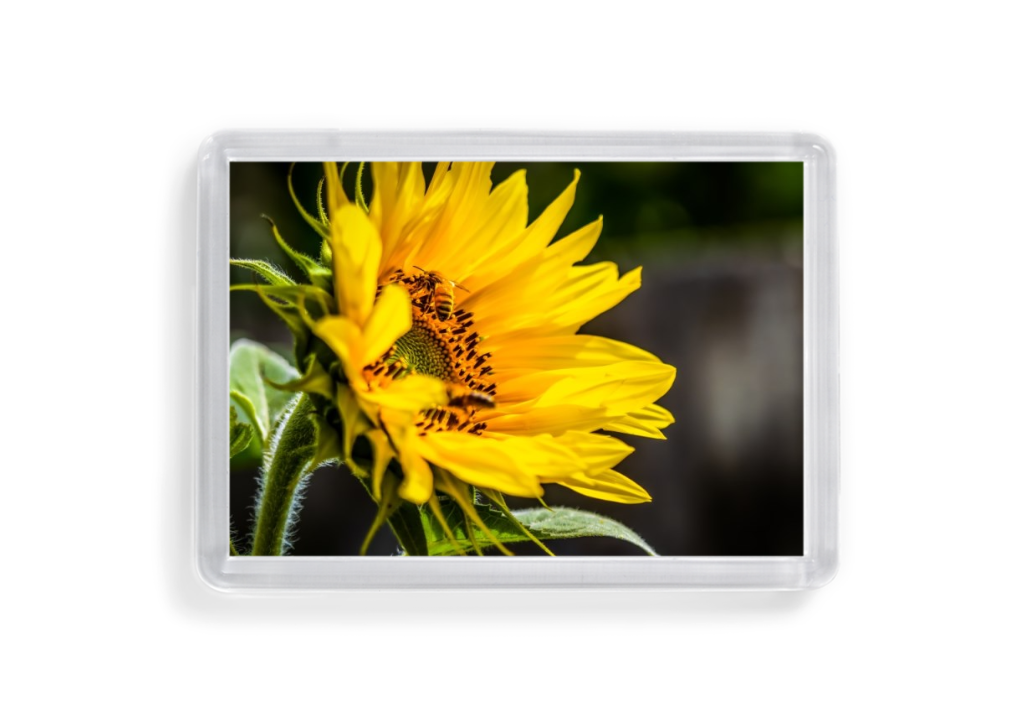 Acrylic magnet set 1