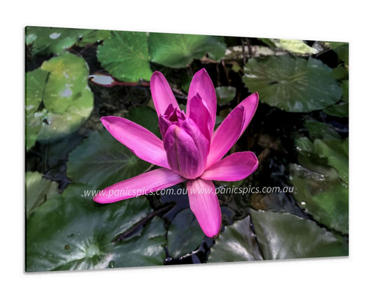 Pink water lily